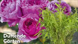 Hellweg Beetrose Adore Aroma Angebot