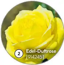 Hellweg Edel-Duftrose Angebot