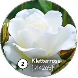 Hellweg Kletterrose Angebot
