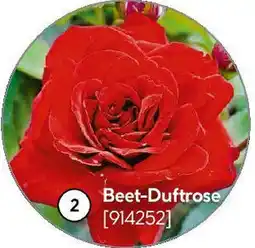 Hellweg Beet-Duftrose Angebot