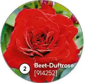 Hellweg Beet-Duftrose Angebot