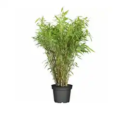 Hellweg Gartenbambus 305020 HELLWEG Angebot