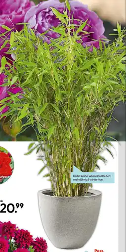 Hellweg Gartenbambus Angebot