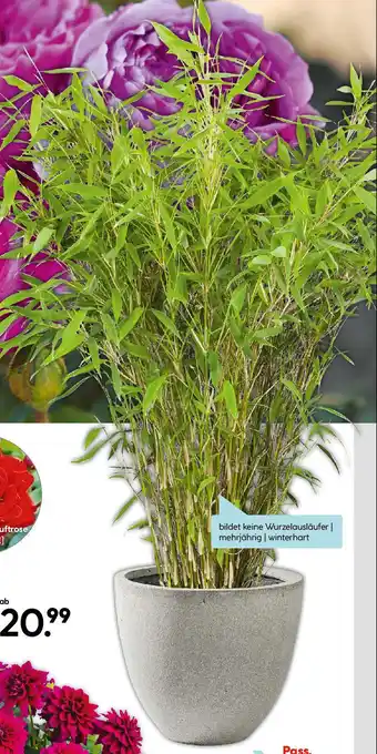 Hellweg Gartenbambus Angebot