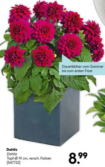 Hellweg Dahlie Angebot