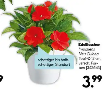 Hellweg Edellieschen Angebot