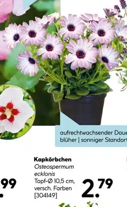 Hellweg Kapkörbchen Angebot