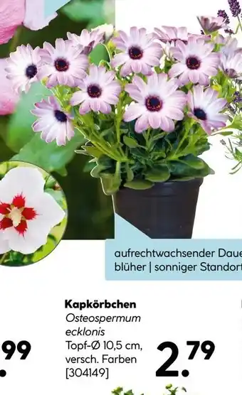 Hellweg Kapkörbchen Angebot