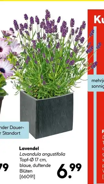 Hellweg Lavendel Angebot