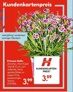 Hellweg Prinzess-Nelke Angebot
