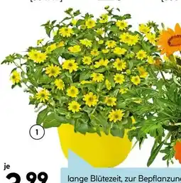 Hellweg Husarenknöpfchen Angebot