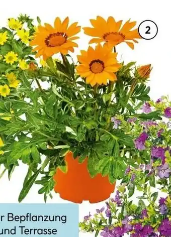 Hellweg Beet- und Balkonpflanzen Angebot