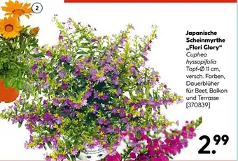 Hellweg Japanische scheinmyrthe „flori glory“ Angebot