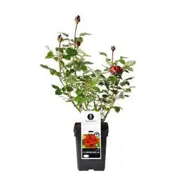 Hellweg Plantiflor Edel-Duftrose Angebot