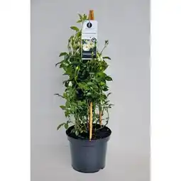 Hellweg Plantiflor Kletterrose Angebot