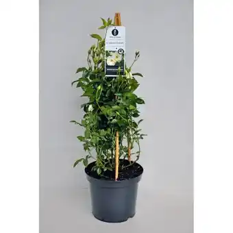 Hellweg Plantiflor Kletterrose Angebot