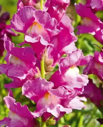 Hellweg Plantiflor Löwenmäulchen Angebot