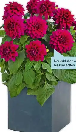 Hellweg Plantiflor Dahlien Angebot