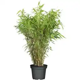 Hellweg Plantiflor Gartenbambus Fargesia Schirmbambus Angebot