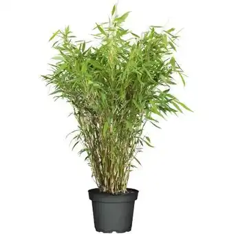 Hellweg Plantiflor Gartenbambus Fargesia Schirmbambus Angebot