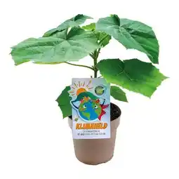 Hellweg Bio-CO₂-Klimabaum Kiri-Baum Angebot
