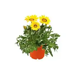 Hellweg Plantiflor Mittagsgold Angebot