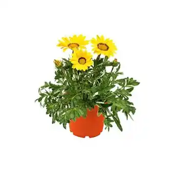 Hellweg Plantiflor Mittagsgold Angebot