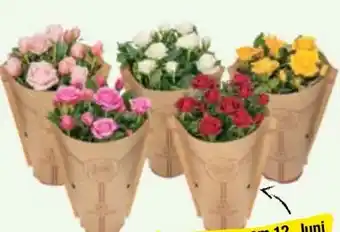 Maximarkt Topfrosen Angebot