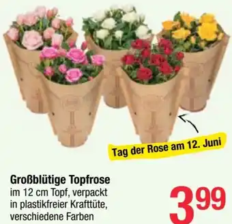 Maximarkt Großblütige Topfrose Angebot