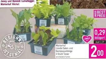 Sutterlüty Salat- und Gemüsesetzlinge Angebot