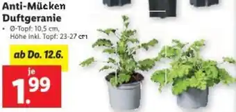 Lidl Anti-Mücken Duftgeranie Angebot