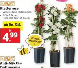 Lidl Kletterrose Angebot