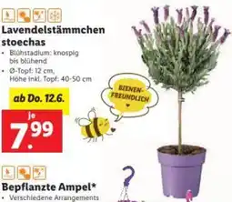 Lidl Lavendelstämmchen stoechas Angebot