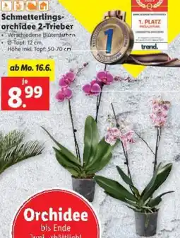 Lidl Schmetterlings- orchidee Angebot