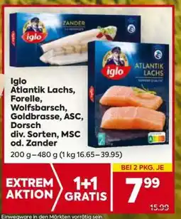 Billa Iglo Atlantik Lachs, Forelle, Wolfsbarsch, Goldbrasse, ASC, Dorsch div. Sorten, MSC od. Zander Angebot
