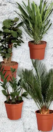 Lidl Exklusive Palmenrarität Angebot