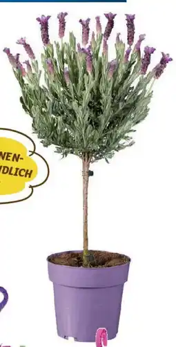 Lidl Lavendelstämmchen stoechas Angebot