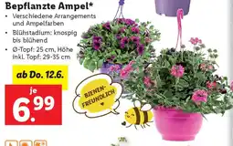 Lidl Bepflanzte Ampel Angebot