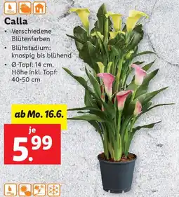 Lidl Calla Angebot