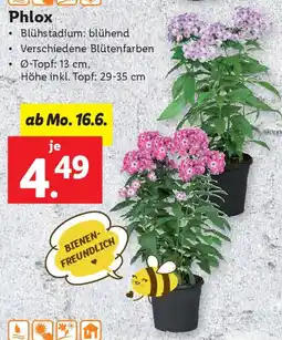 Lidl Phlox Angebot