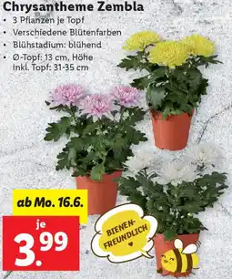 Lidl Chrysantheme Zembla Angebot