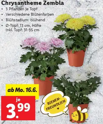Lidl Chrysantheme Zembla Angebot