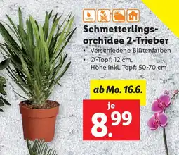 Lidl Schmetterlings- orchidee 2-Trieber Angebot