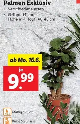 Lidl Palmen Exklusiv Angebot