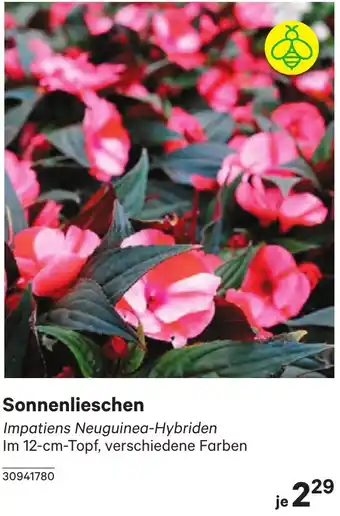 BayWa Sonnenlieschen Angebot