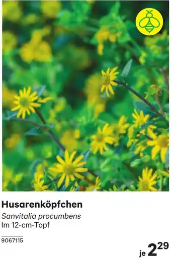 BayWa Husarenköpfchen Angebot