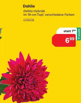 BayWa Dahlie Angebot