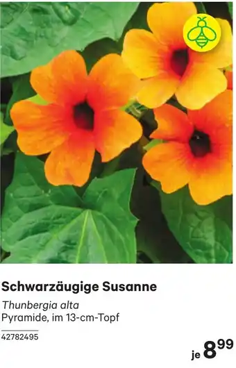 BayWa Schwarzäugige Susanne Angebot