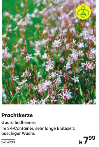 BayWa Prachtkerze Angebot