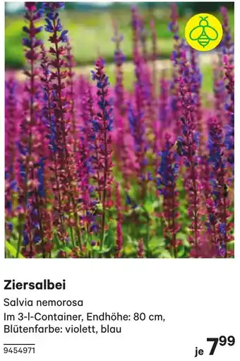 BayWa Ziersalbei Angebot